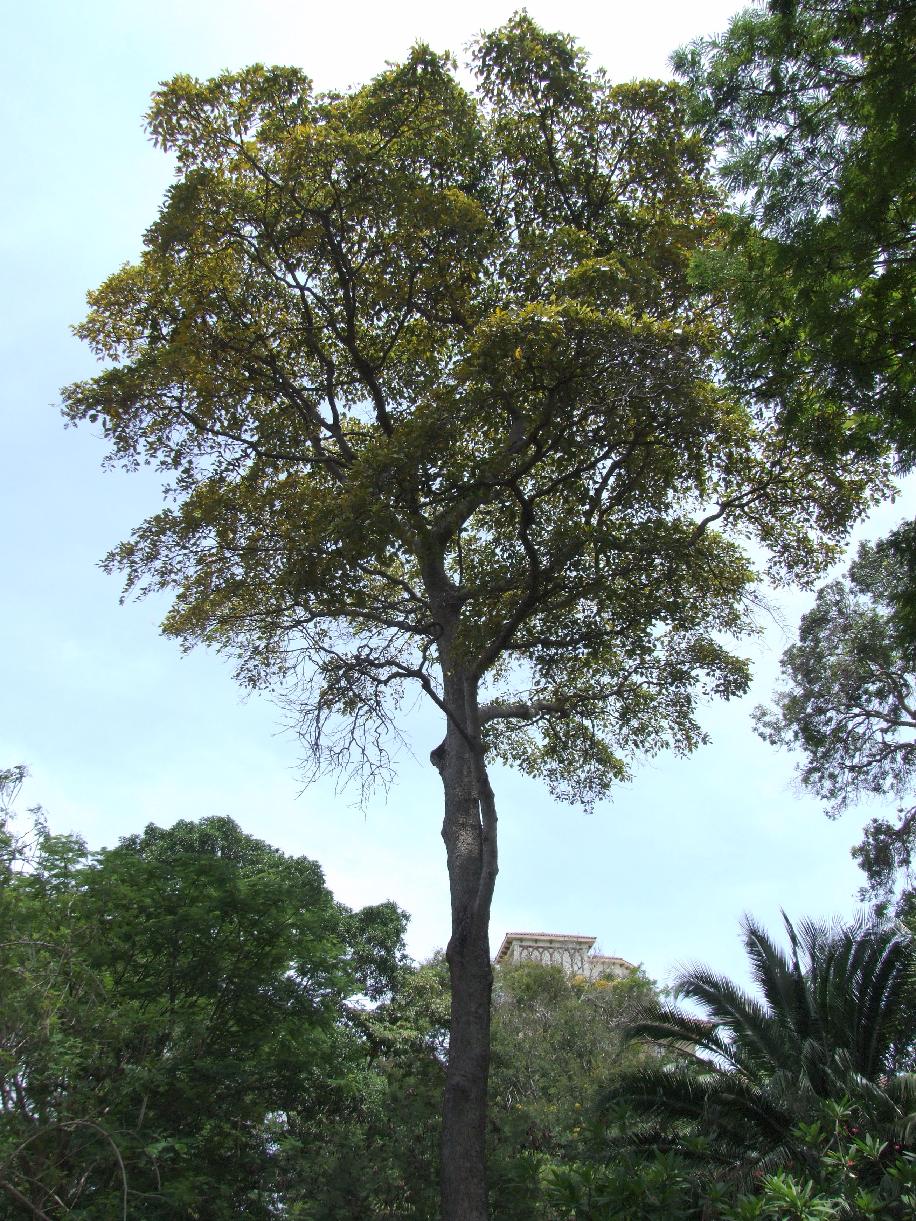 African Teak
