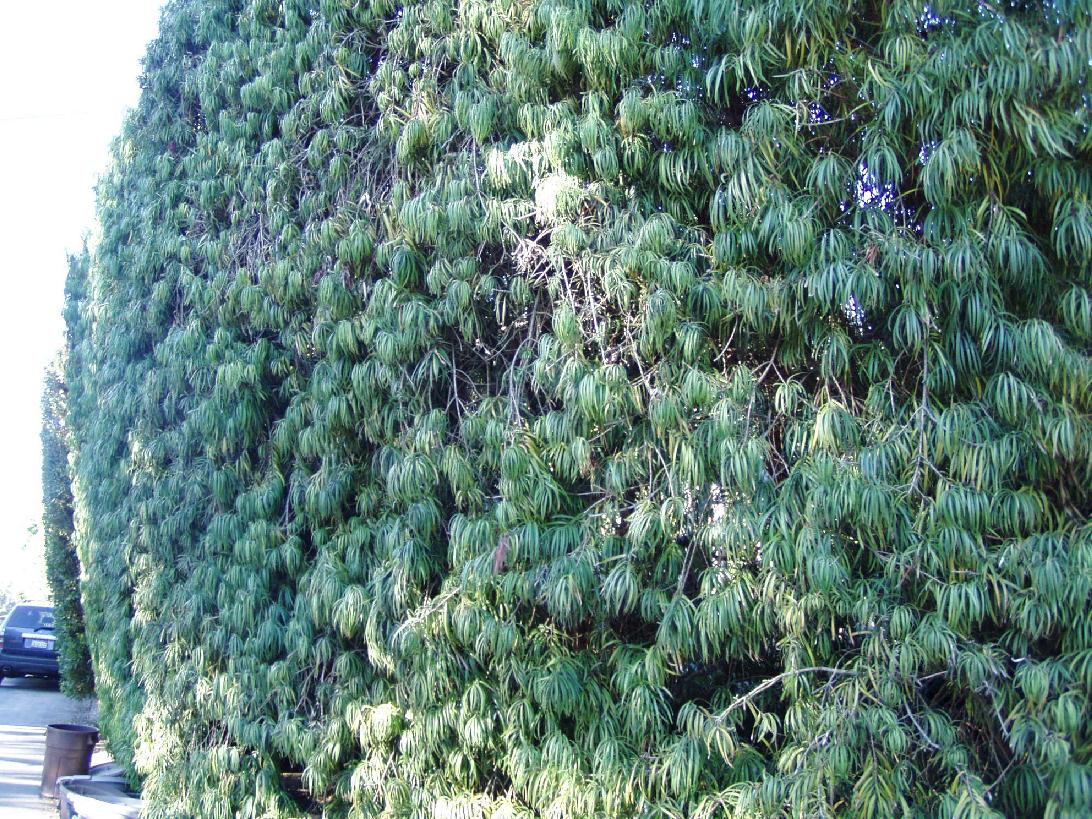 Yew Pine
