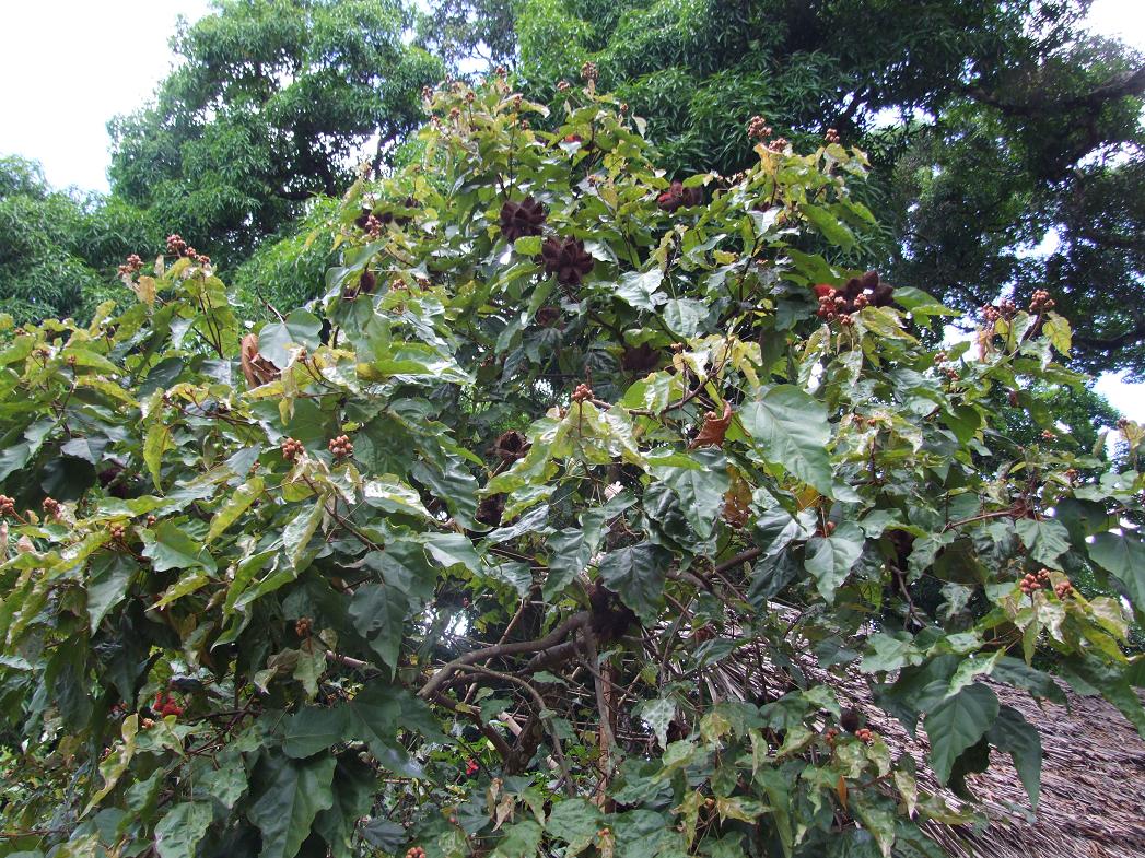 Rural Pics from Zanzibar, Part II (Tanzania)