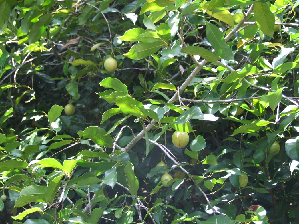 Rural Pics from Zanzibar, Part II (Tanzania)